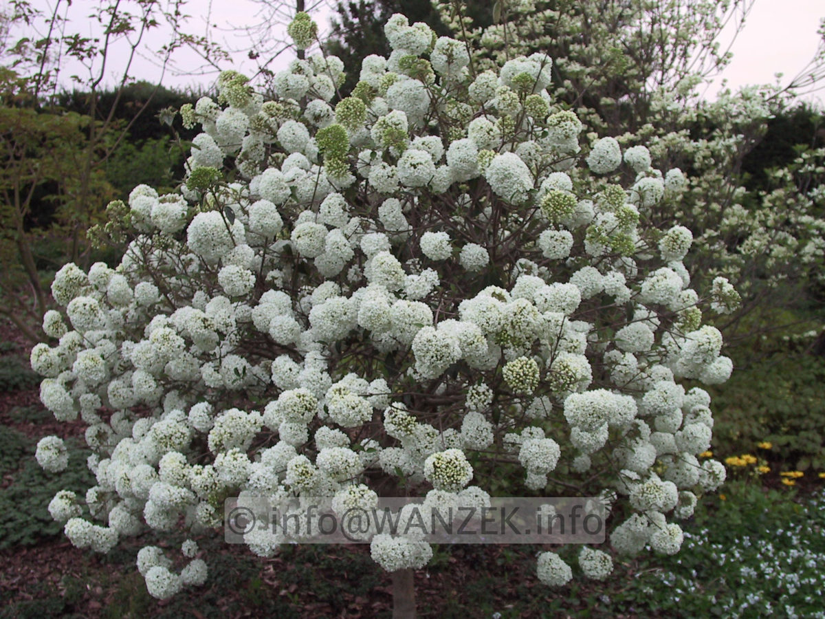 Viburnum Hybride Eskimo 08.JPG